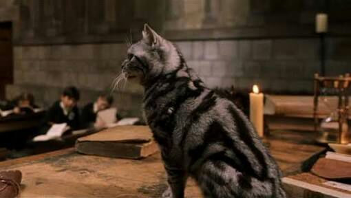 Gato-cinza-animago-Harry-Potter