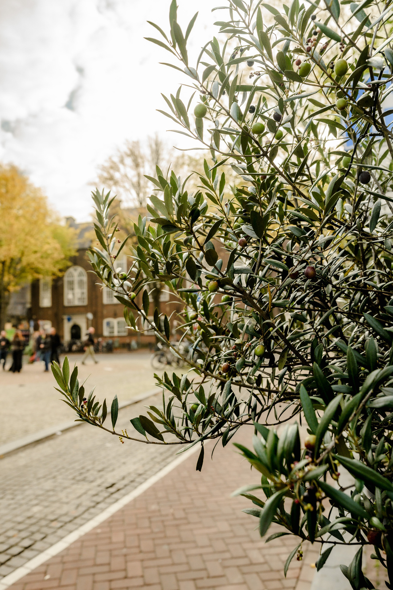 Close-up of olive branches with green and dark olives, with an Amsterdam brick-paved street and historic building softly blurred behind.