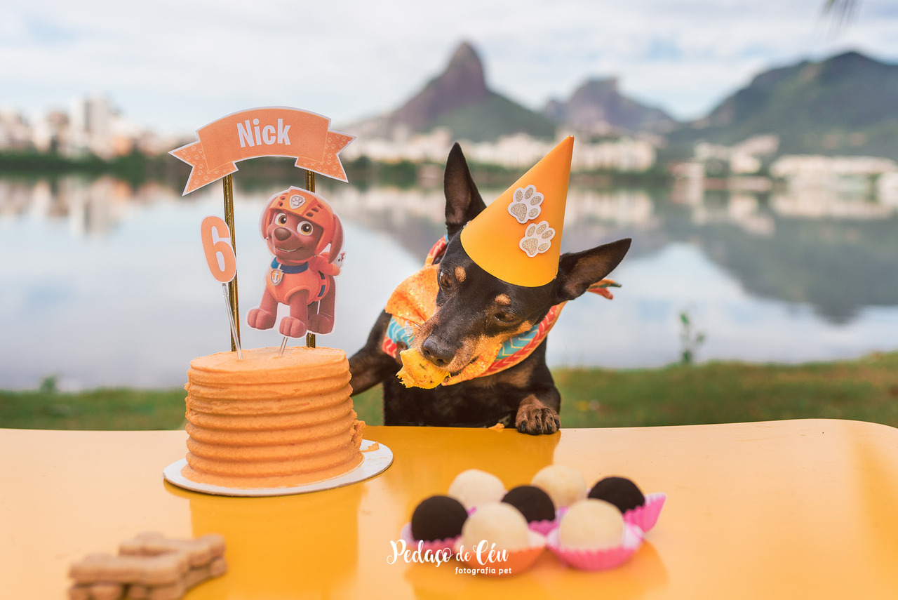 Smash the cake pet Lagoa Rodrigo de Freitas Rio de Janeiro