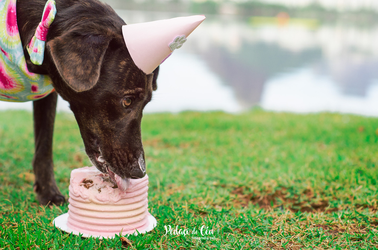 Smash the cake pet srd Lagoa Rodrigo de Freitas