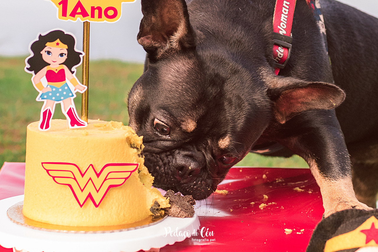 Smash the cake bulldog francês Lagoa Rodrigo de Freitas
