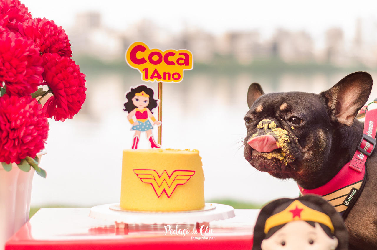 Smash the cake bulldog francês Lagoa Rodrigo de Freitas