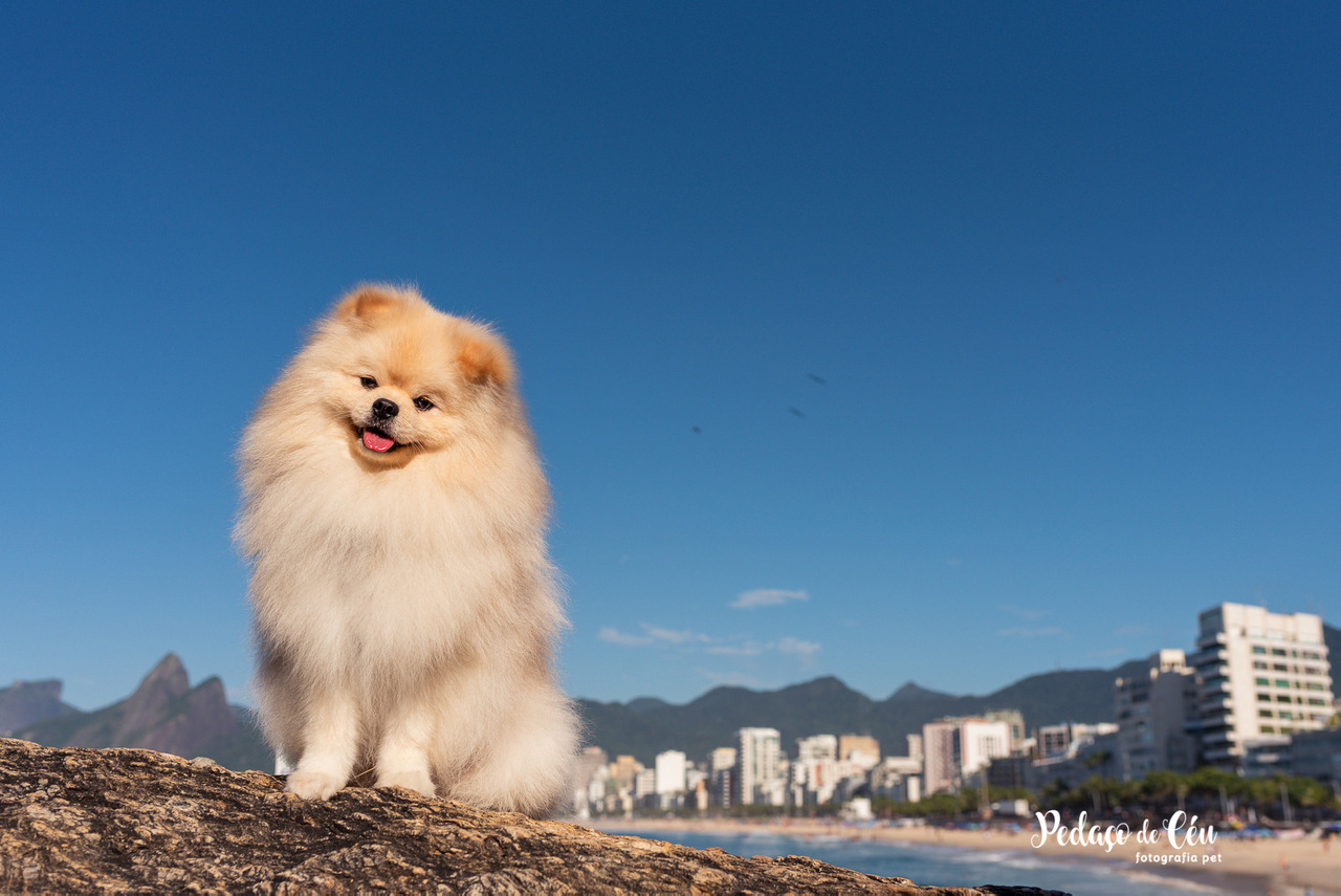 Ensaio externo Ipanema Spitz Alemão