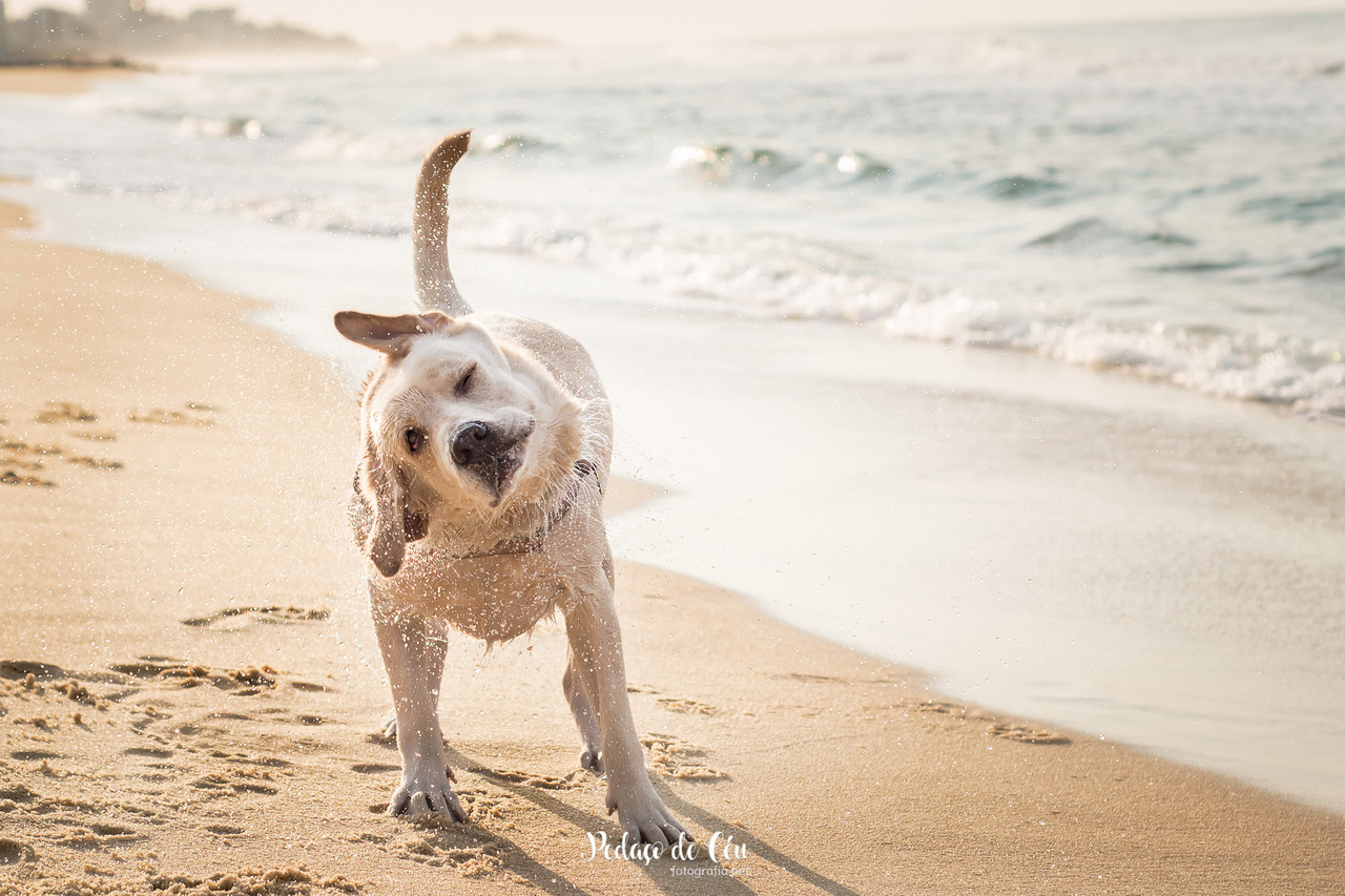 Ensaio Pet labrador - Praia do Leblon - RJ