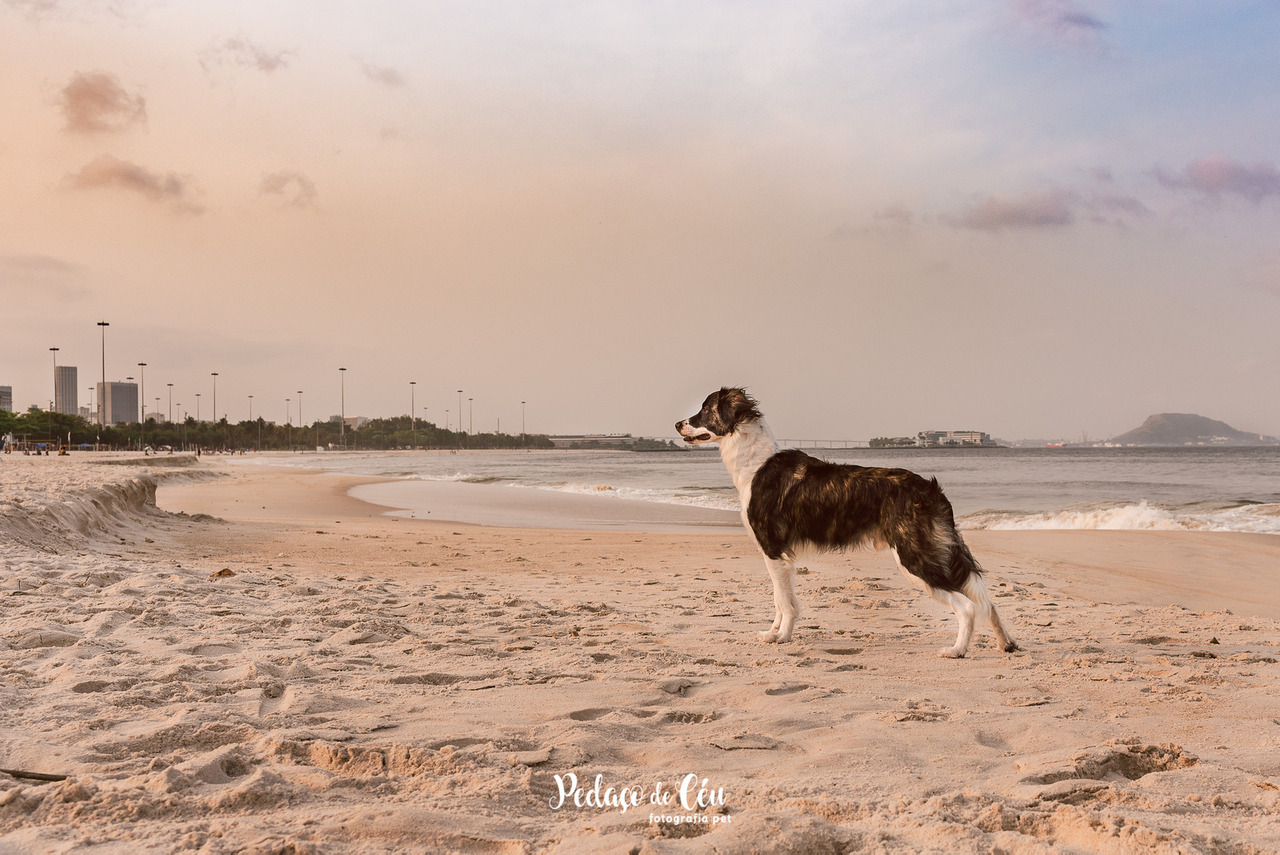 Ensaio Pet vira lata - Praia do Flamengo - RJ