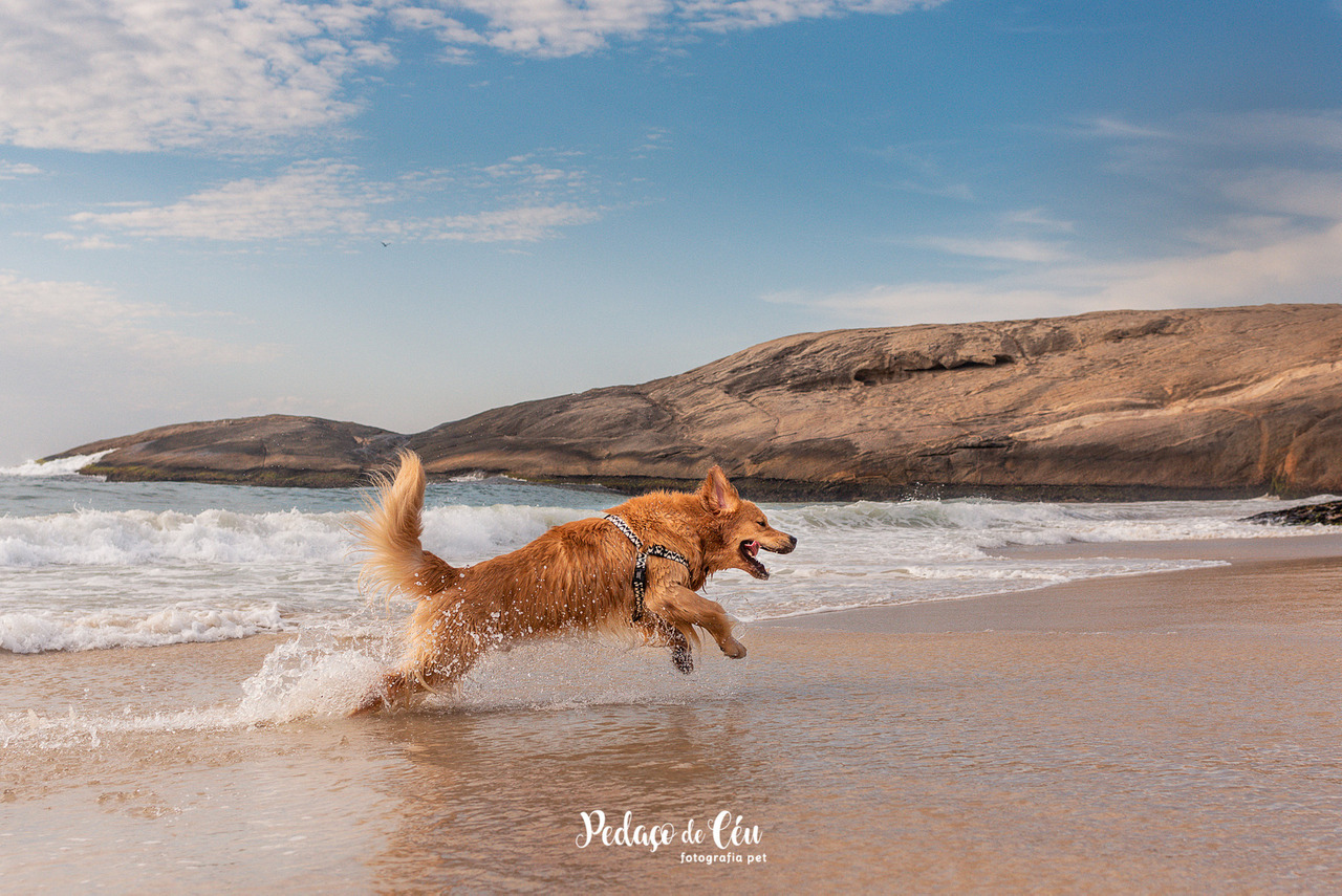 Ensaio Pet golden retriever - Praia do Diabo - RJ