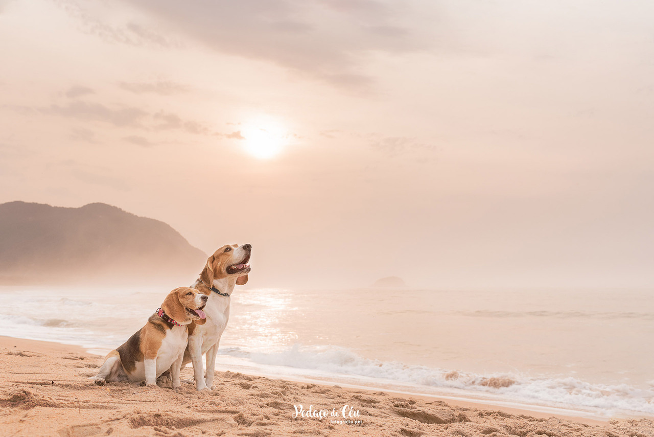 Ensaio Pet beagle - Praia de Grumari - RJ