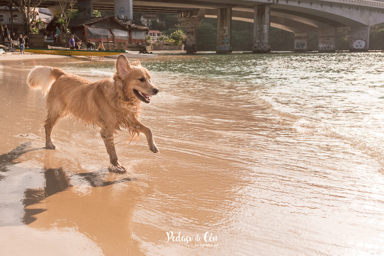 Ensaio Pet golden retriever - Praia dos Amores Barra da Tijuca - RJ