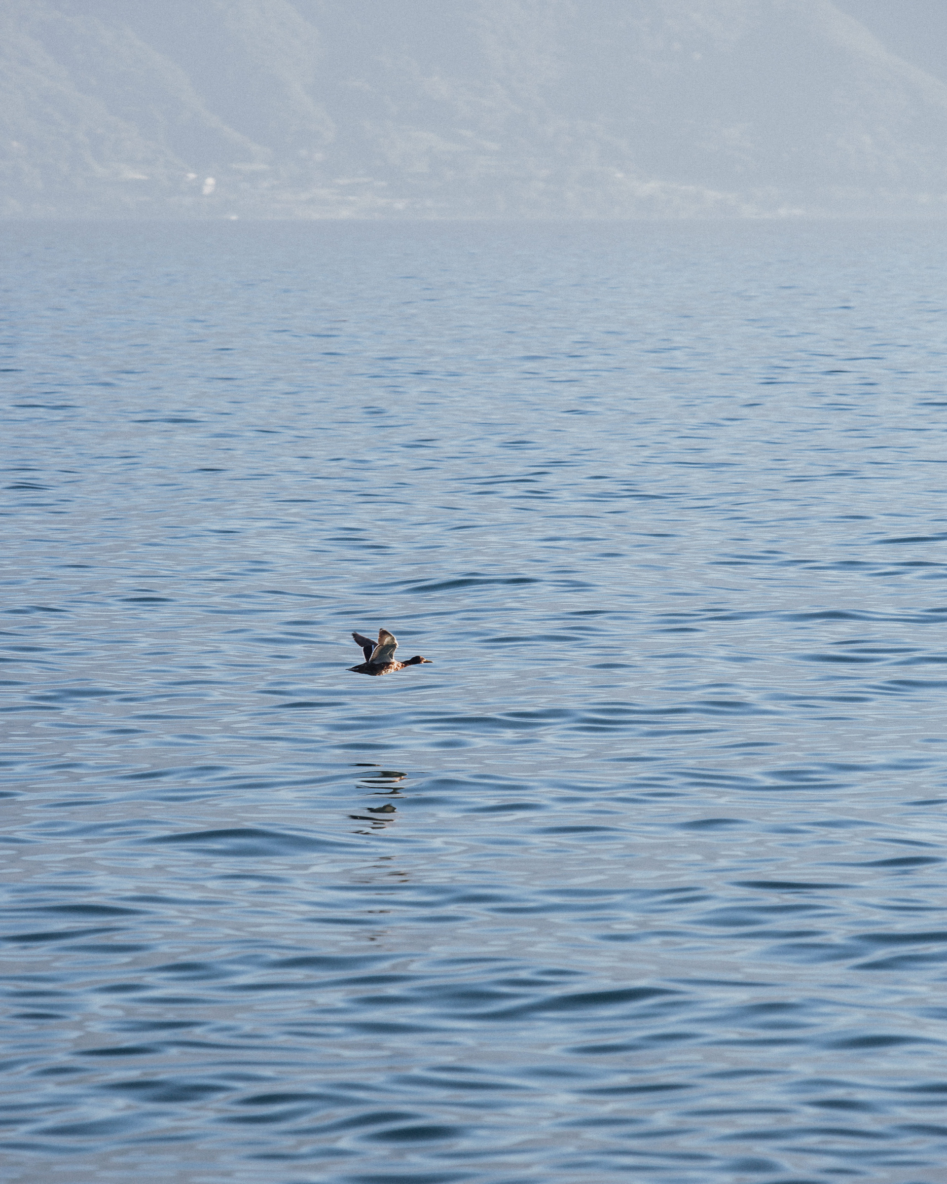 vevey, suisse, chaplin, suica, nestle, max brito fotografo, fotografia, fotografo de joao pessoa, europa, fine art , chaplin