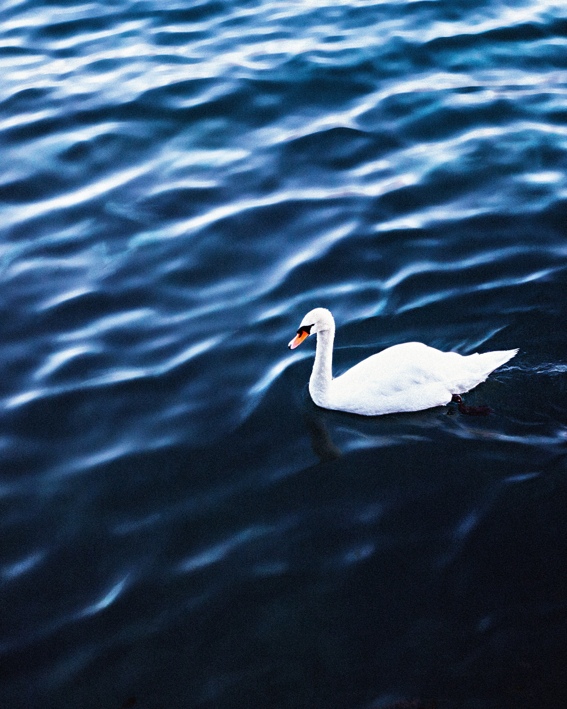 vevey, suisse, chaplin, suica, nestle, max brito fotografo, fotografia, fotografo de joao pessoa, europa, fine art , chaplin