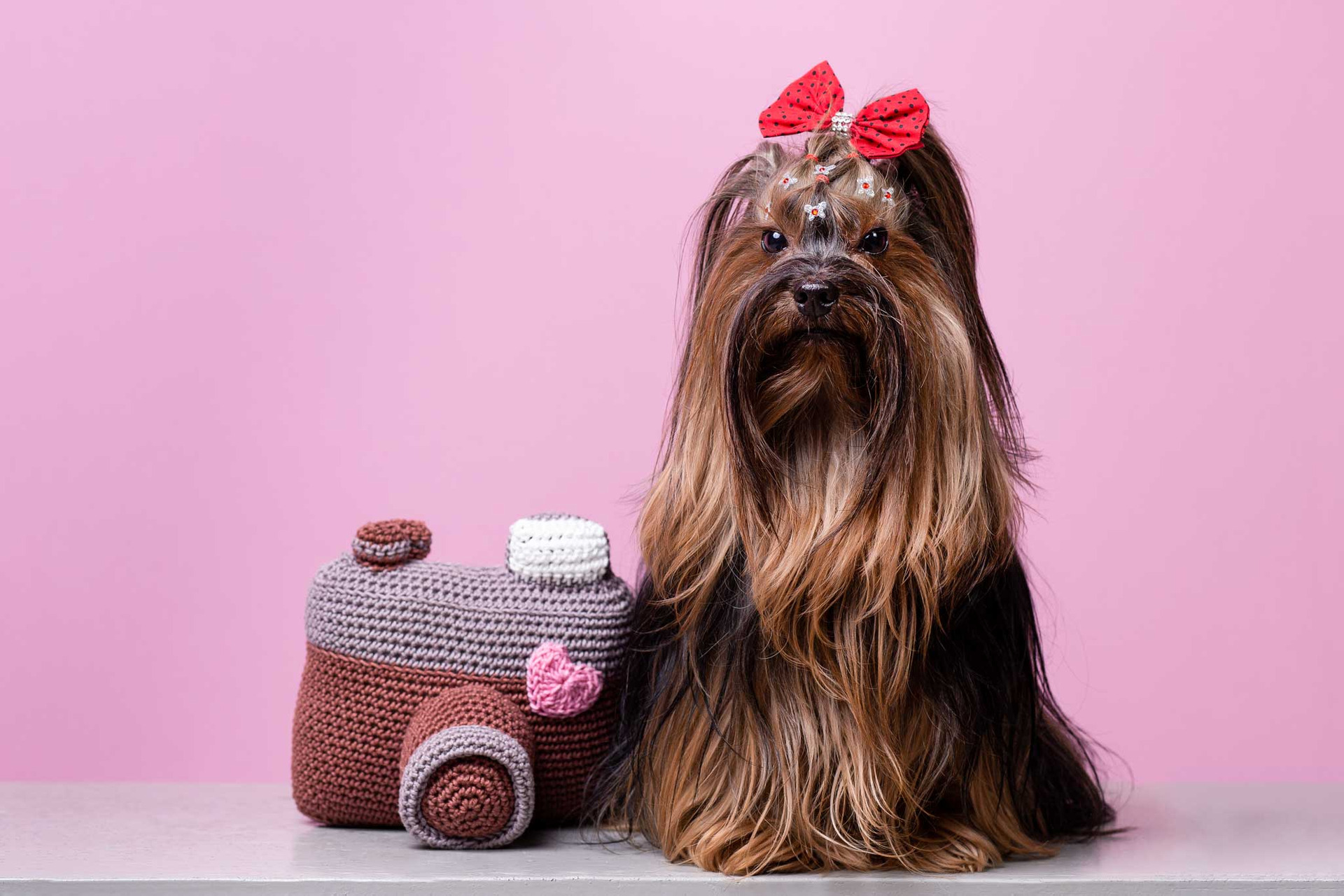 pug no ensaio de festa junina no estudio de fotografia pet santo chico