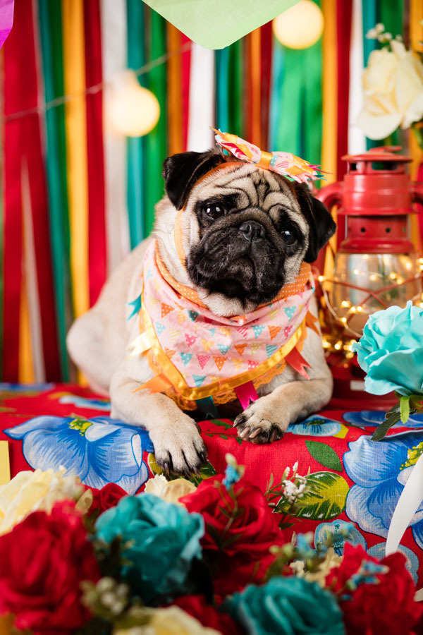 pug no ensaio de festa junina no estudio de fotografia pet santo chico