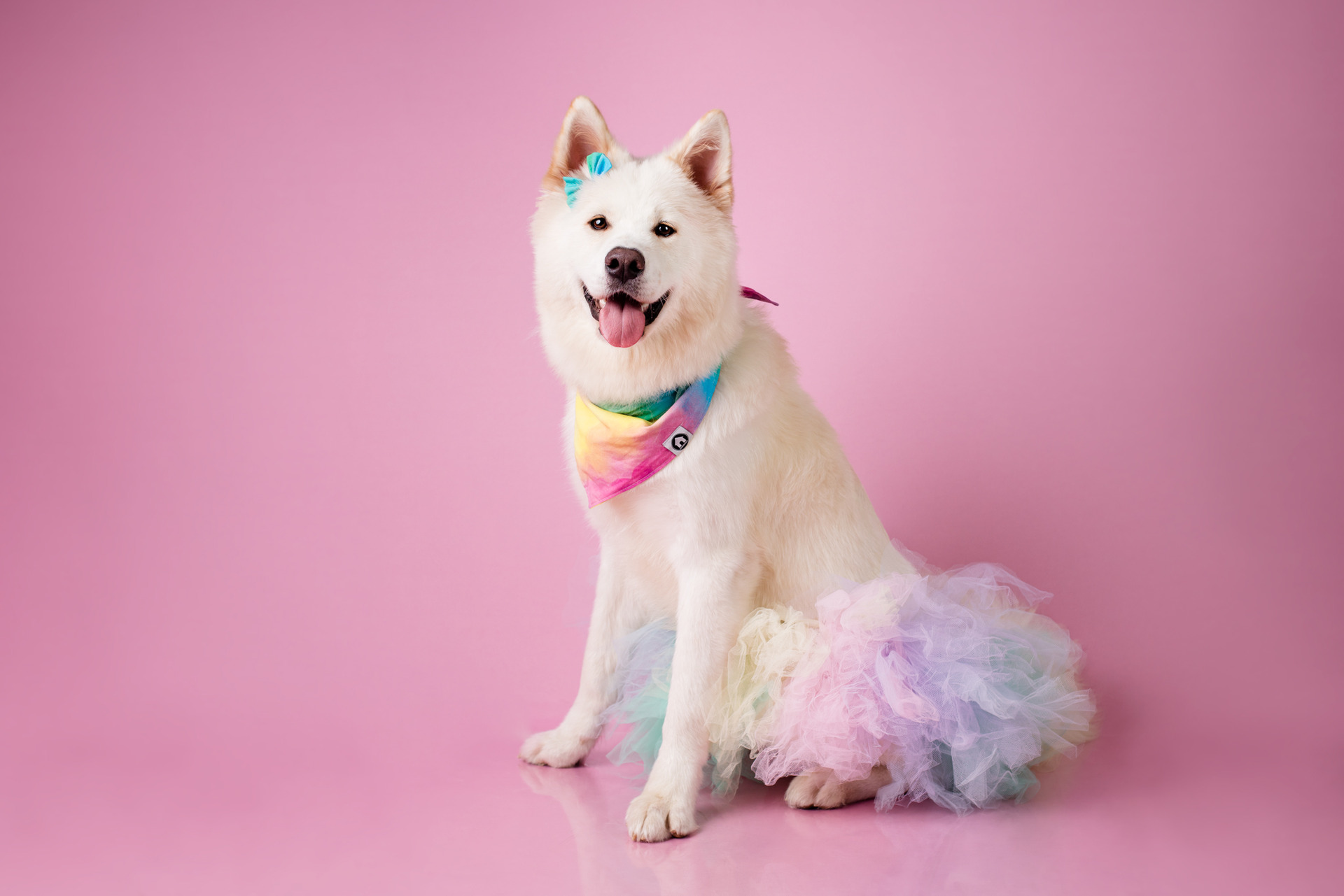 ensaio de aniversario pet ada akita no estudio pet em campinas