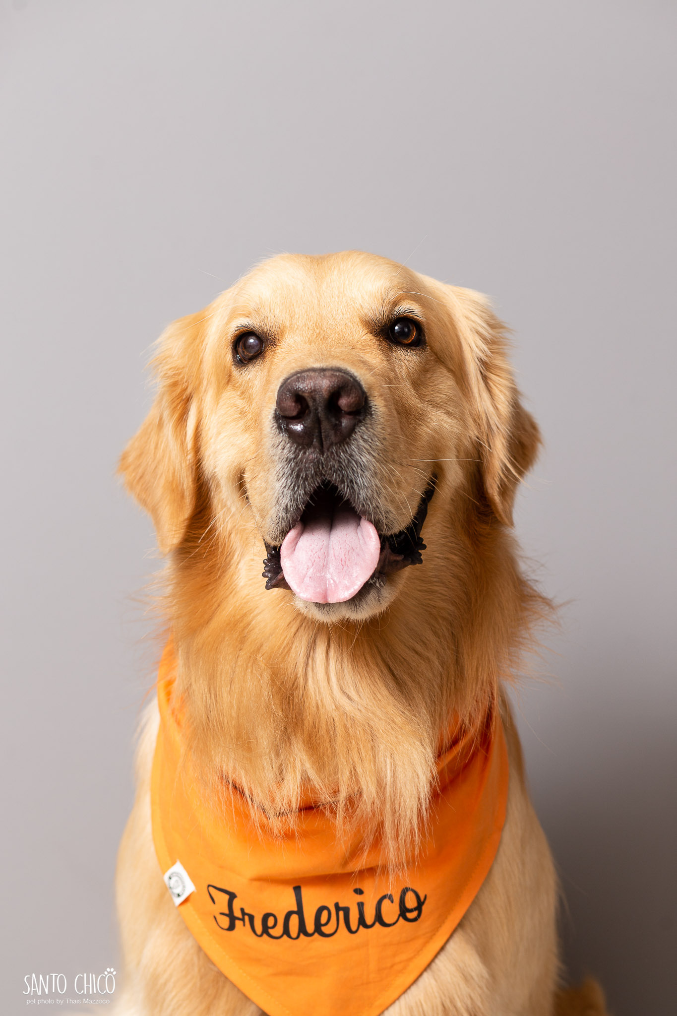 pug no ensaio de festa junina no estudio de fotografia pet santo chico