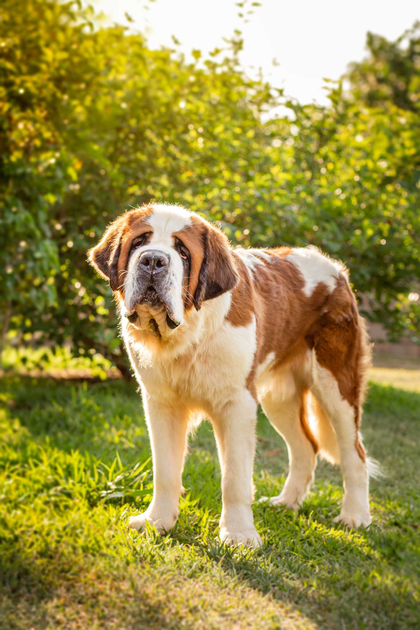 pug no ensaio de festa junina no estudio de fotografia pet santo chico