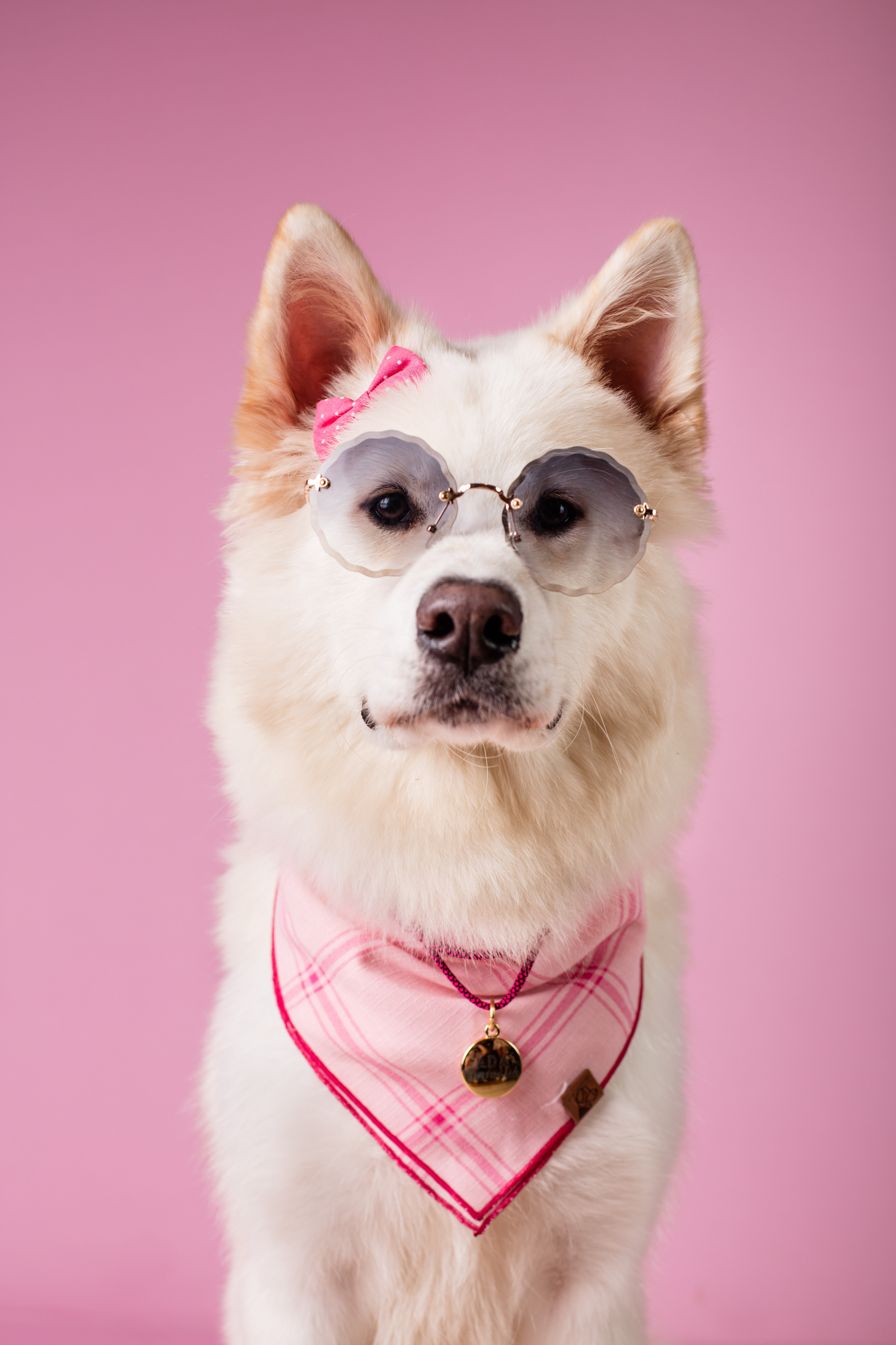 ensaio de aniversario pet ada akita no estudio pet em campinas