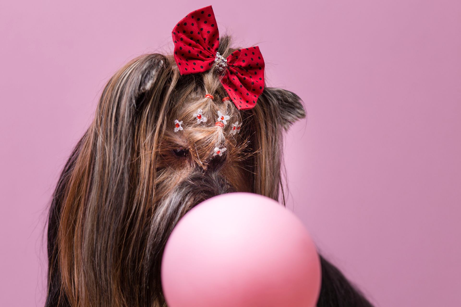 border colie e mae de pet em ensaio no estudio de fotografia pet