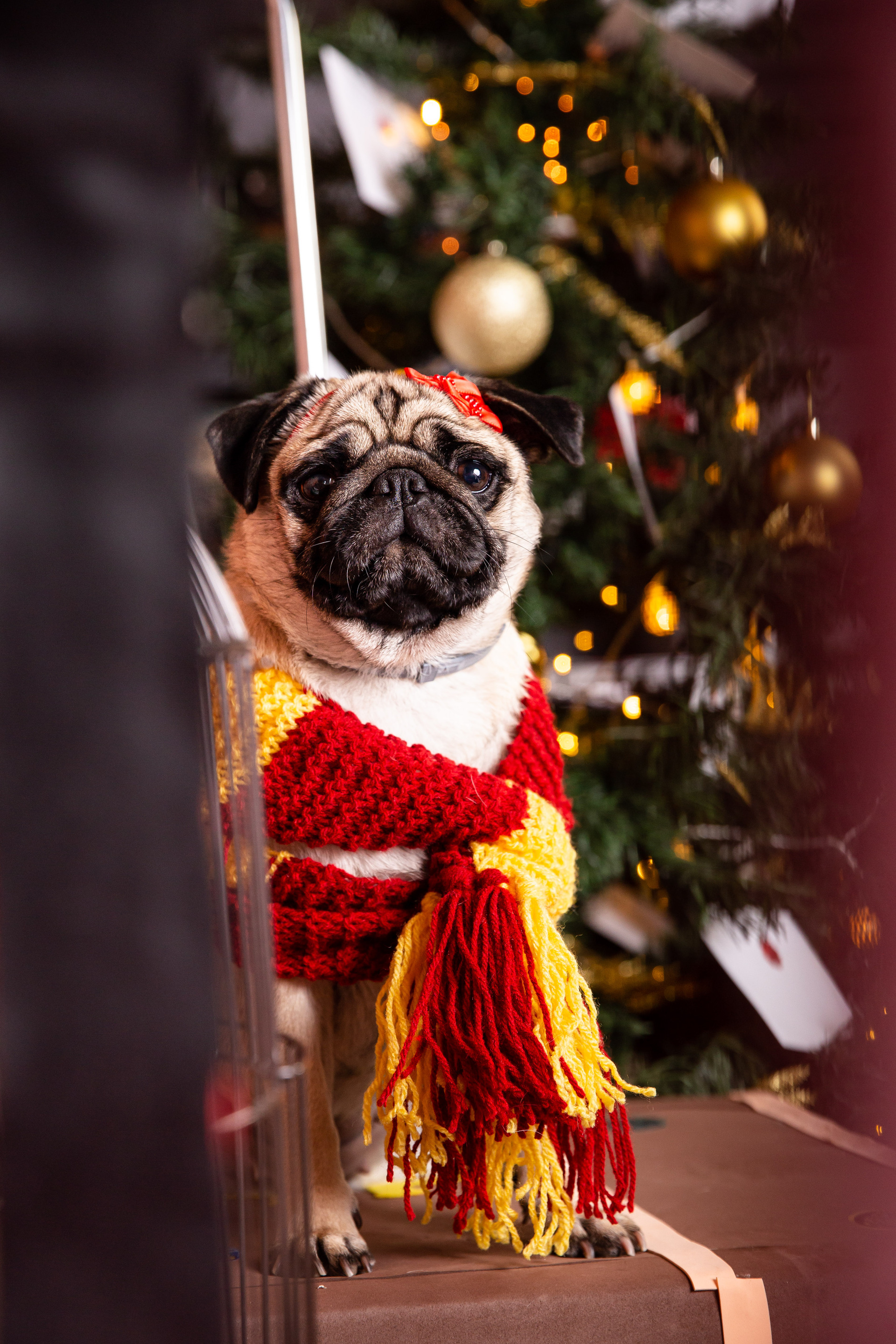 pug no ensaio de festa junina no estudio de fotografia pet santo chico