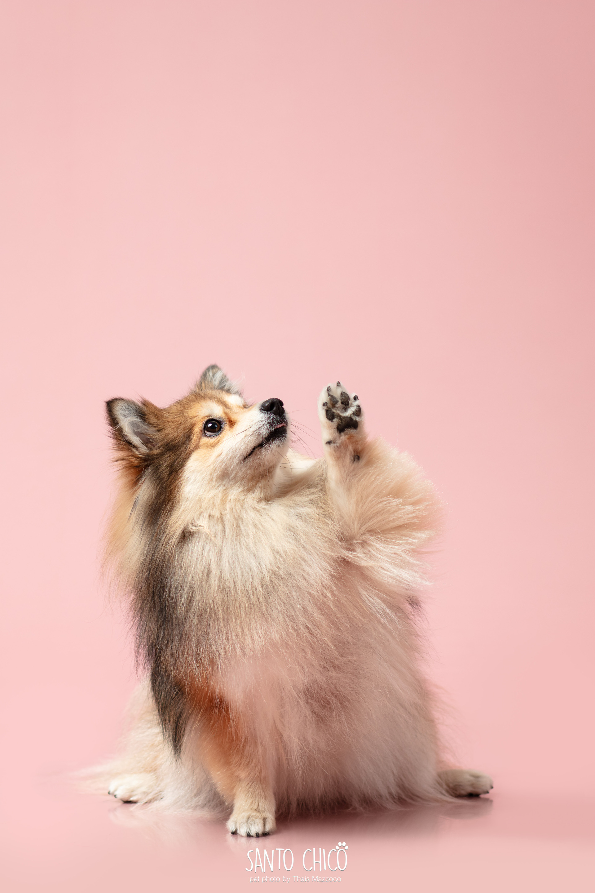 pug no ensaio de festa junina no estudio de fotografia pet santo chico
