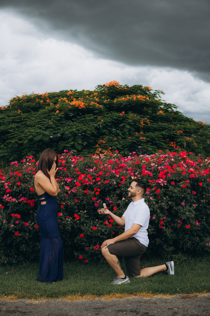 Fotografia de um pedido de casamento surpresa nas plantações de rosas do Bloemen Park em Holambra