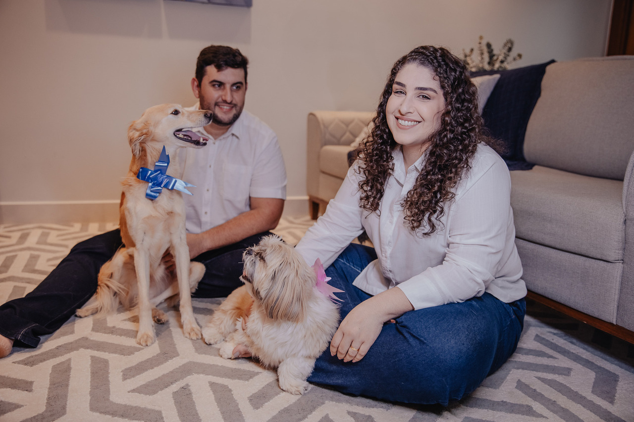 Cães com laços de fita rosa e azul no pescoço para ensaio de revelação.
