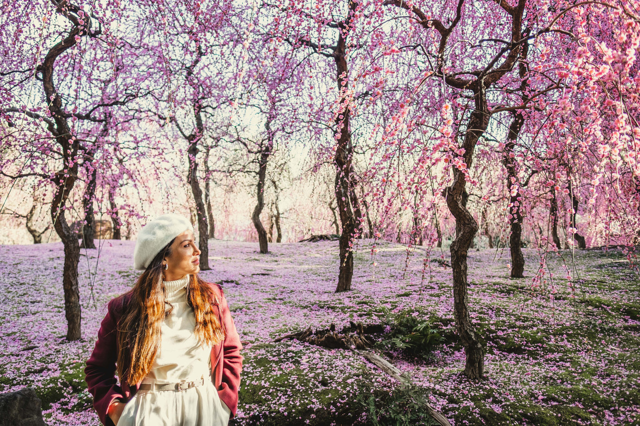 Flor de ume, cerejeiras, sakura, ensaio fotografico no japao, fotografo no japao