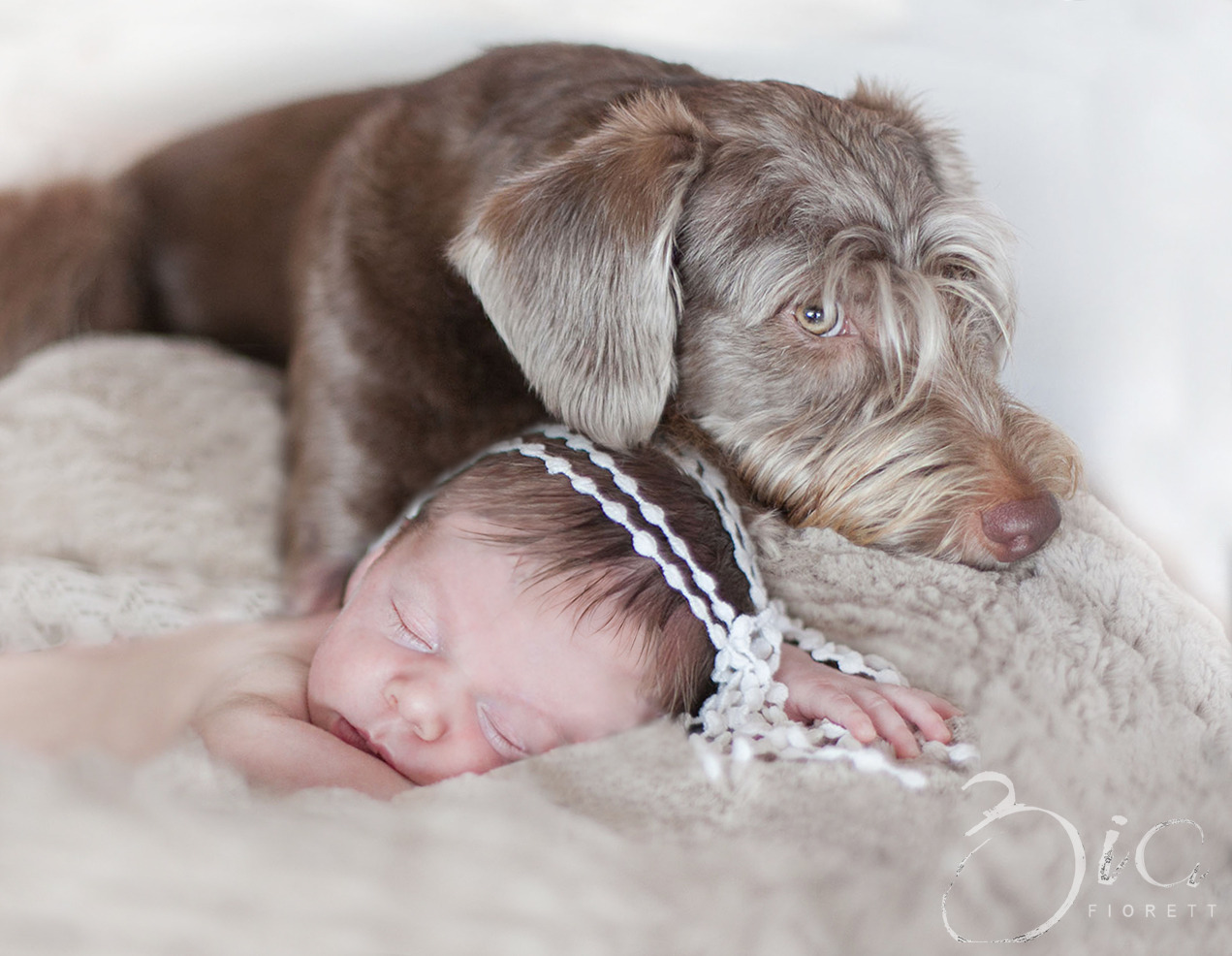 bebê e pet, pet tomando conta de bebe , #petebebe