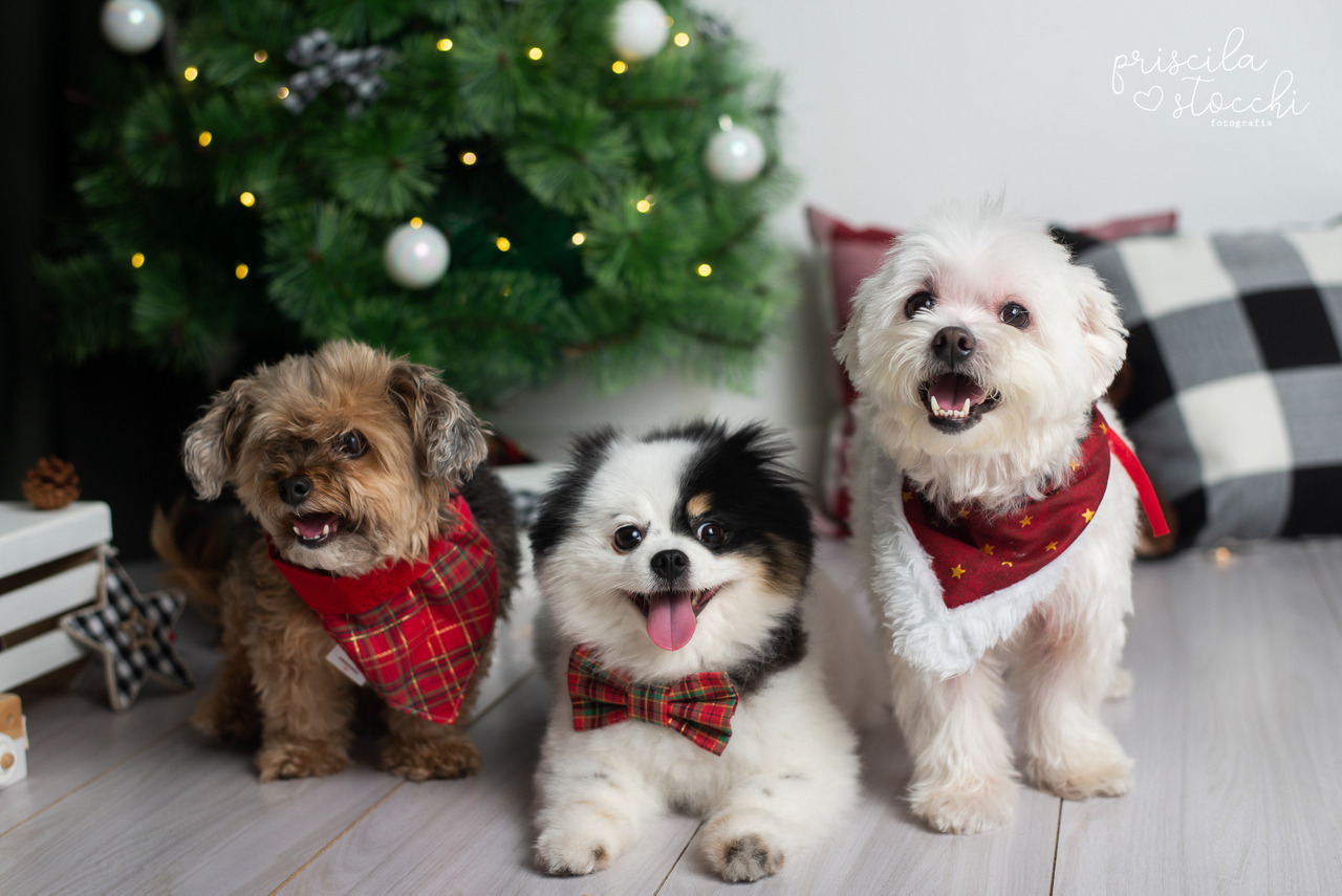 ensaio natal cachorro SP