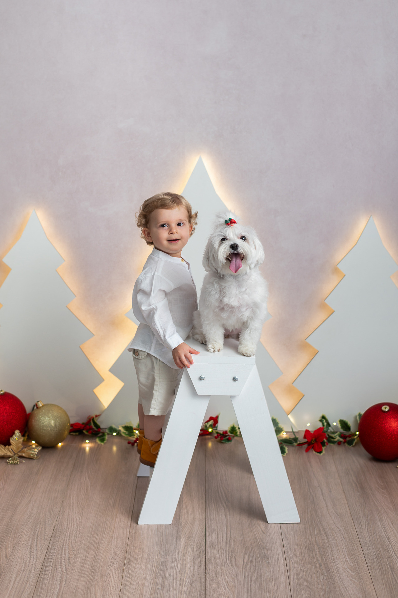 Ensaio de Natal Com Cachorro SP