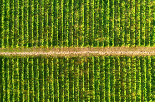Vídeo com drone na agricultura