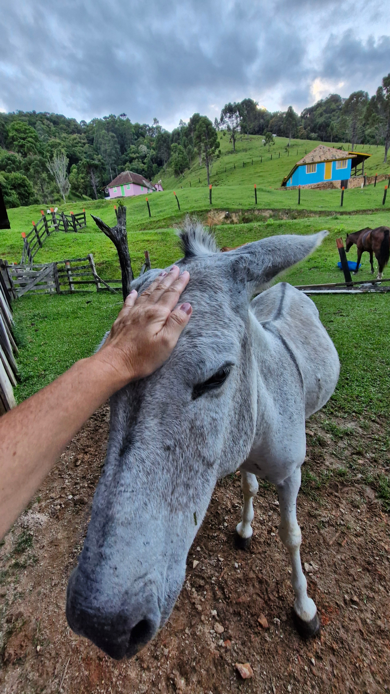 boi crioulo lageano anitapolis, frangueiro, raça bovina rustica