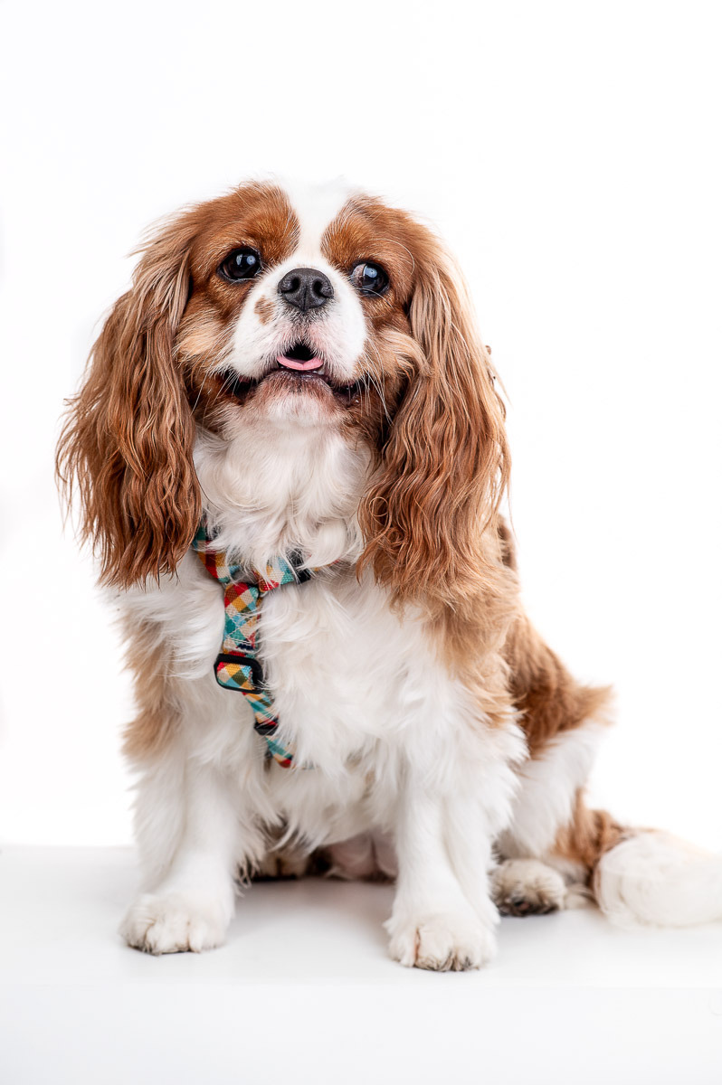 Retrato de cachorro Cavalier King Charles Spaniel em fundo branco, com laço no pescoço — fotografia pet em estúdio