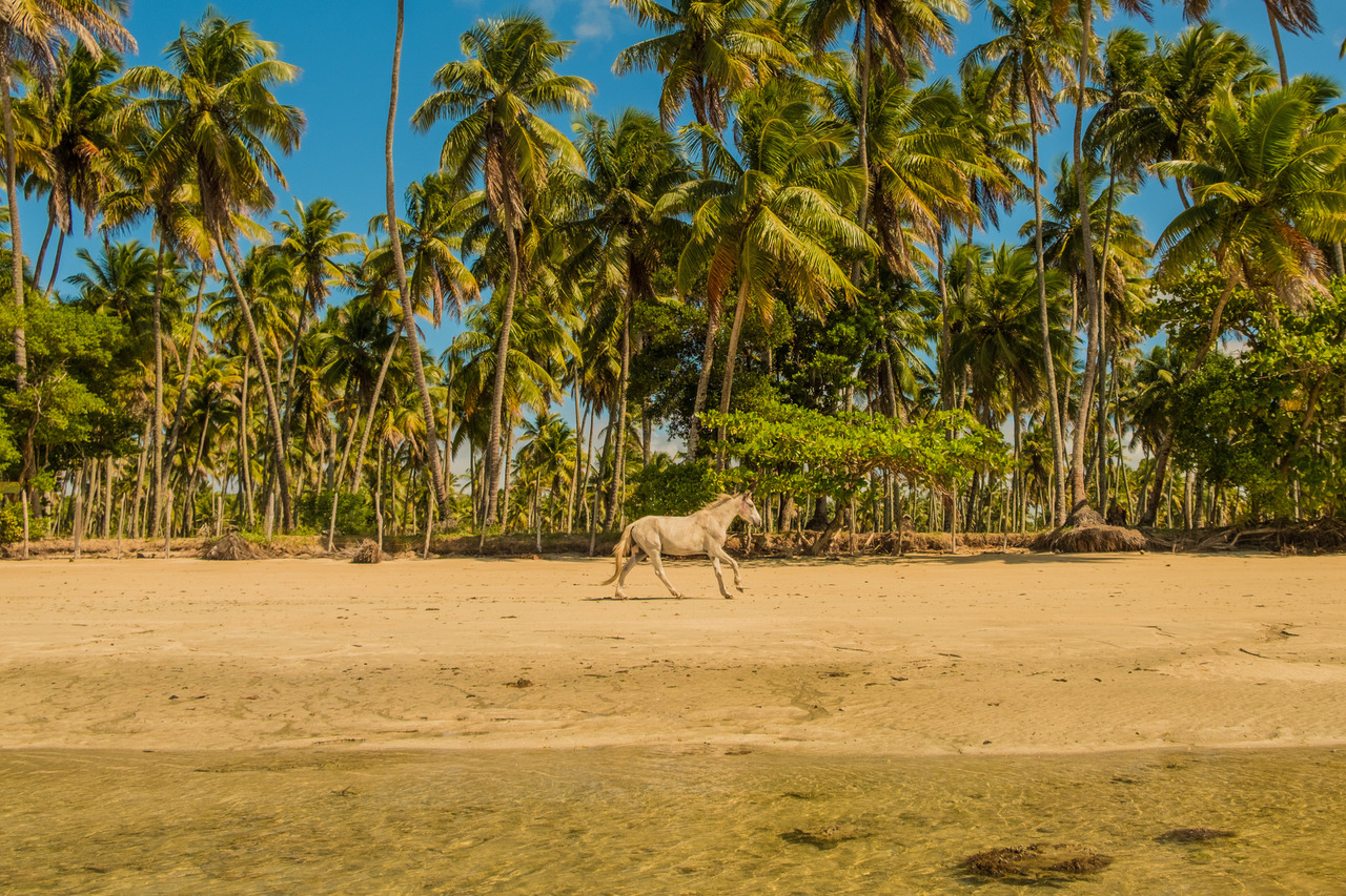 Cavalo branco na Ilha de Boipeba
