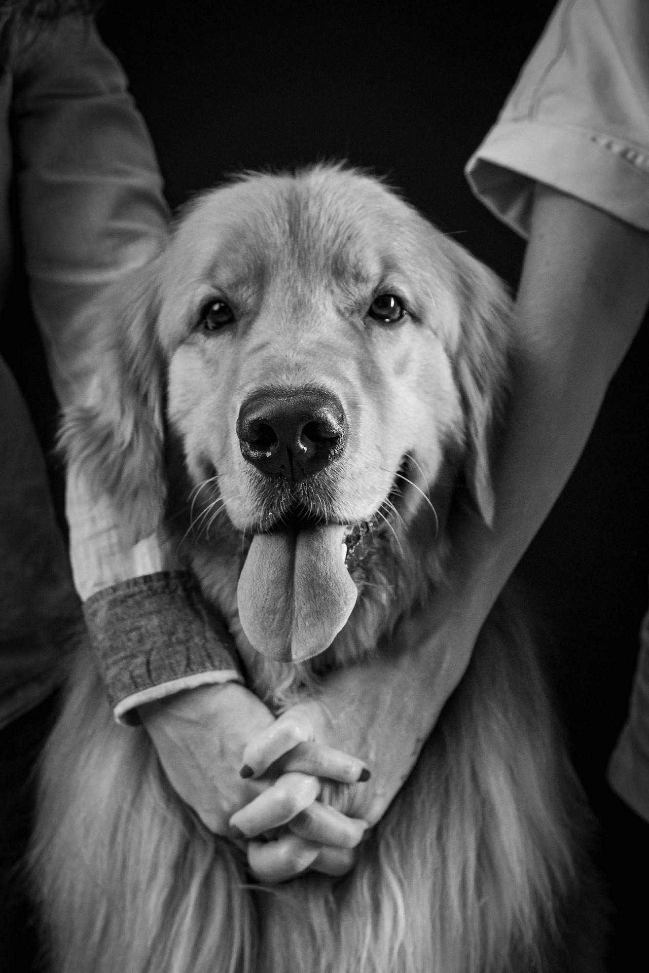 Golden Retriver entre mãos de mães entrelaçados