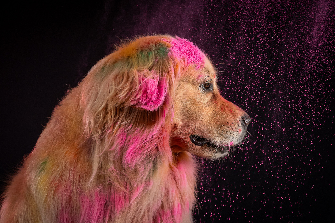 Golden Retriever durante ensaio de Carnaval pet realizado na Be Dog em São Paulo, com cenário alegre e temática colorida.