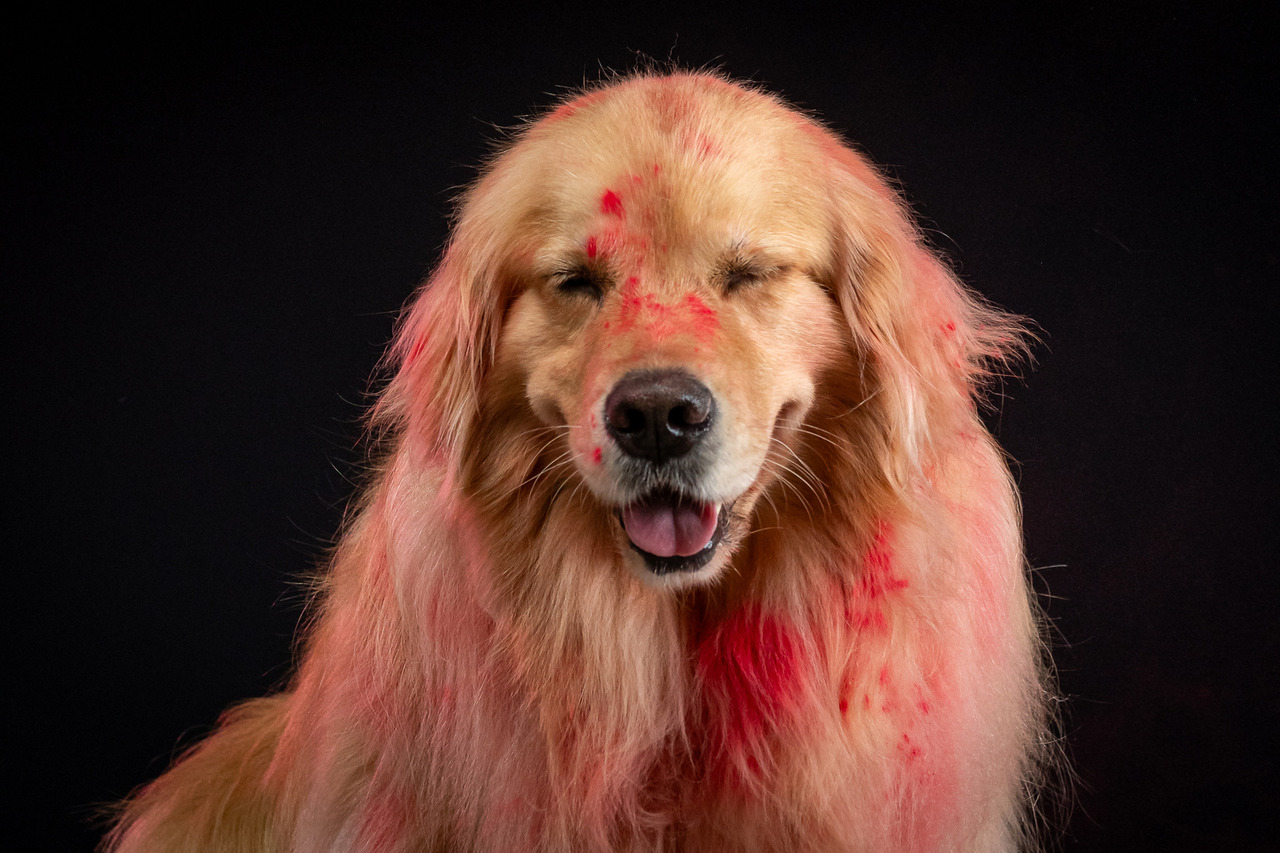 Golden Retriever participando de ensaio de Carnaval em creche pet em São Paulo, fotografia profissional com cenário colorido e temática festiva.