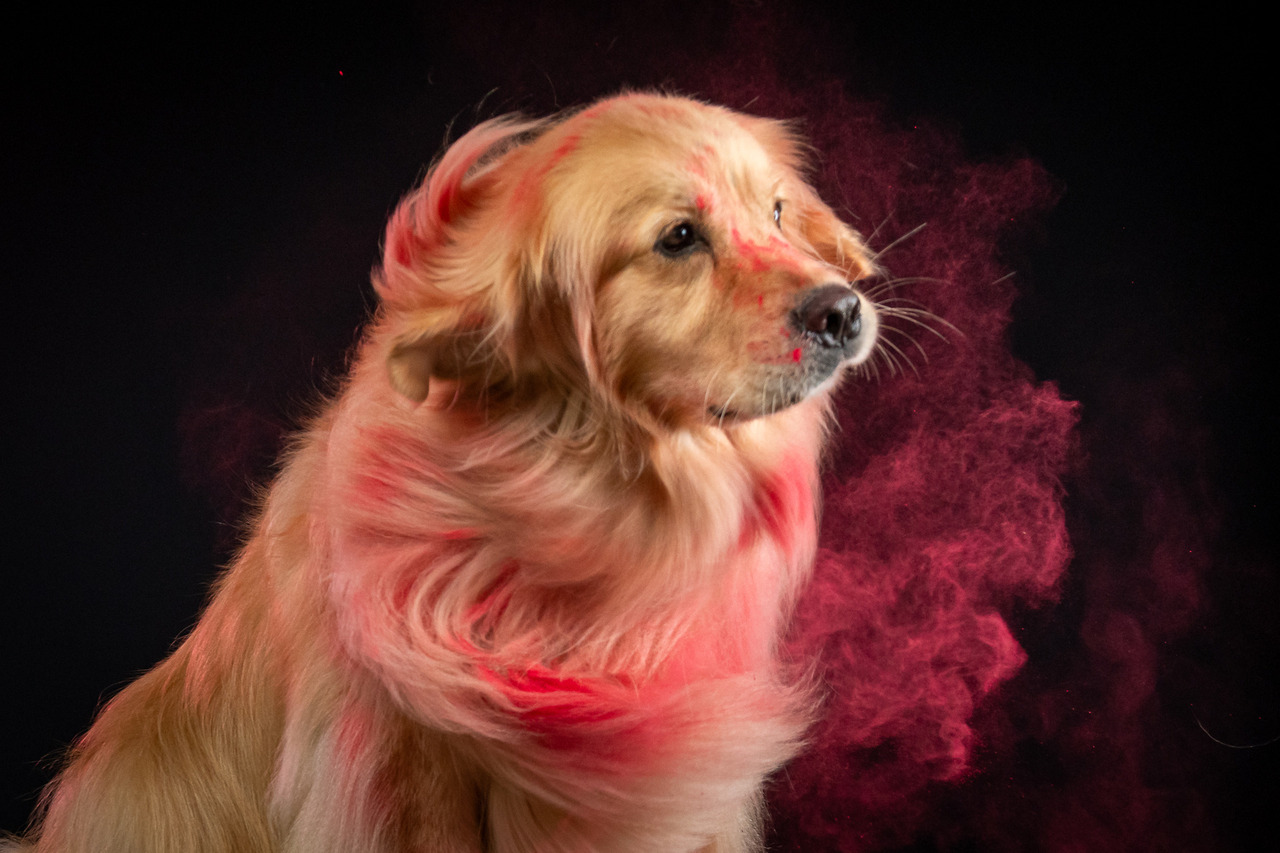 Golden Retriever em ensaio temático de Carnaval com cenário colorido, fotografia pet profissional realizada em parceria com creche em São Paulo.