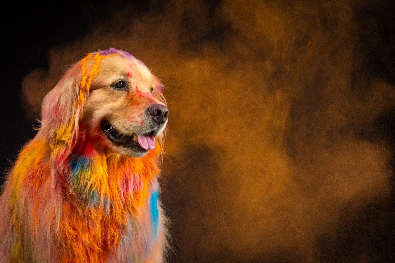 Retrato profissional de Golden Retriever em ensaio Pets Coloridos com fundo colorido e iluminação controlada em estúdio fotográfico em São Paulo.