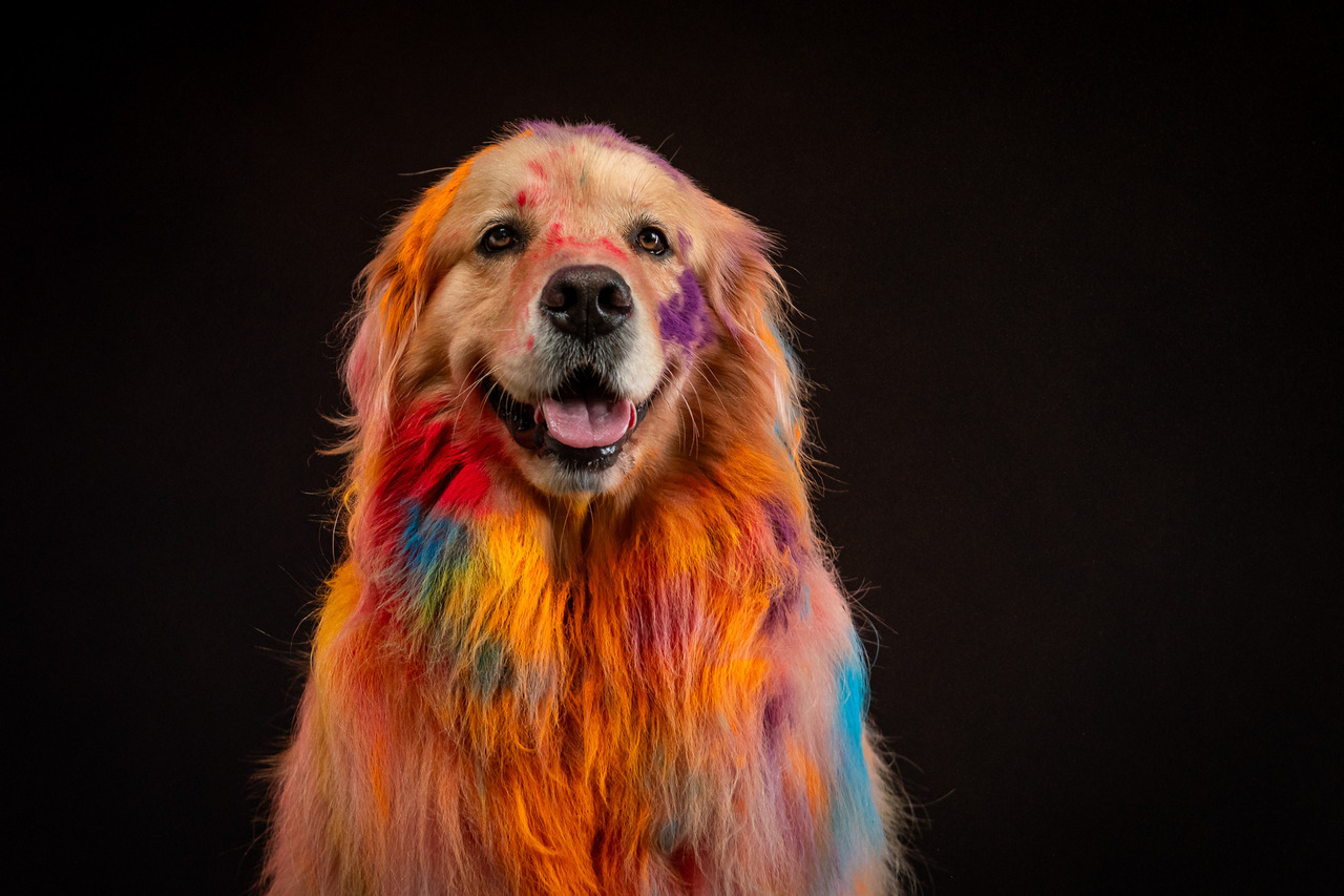 Golden Retriever participando de ensaio Pets Coloridos de Carnaval em São Paulo, com fundo vibrante e iluminação profissional em estúdio.