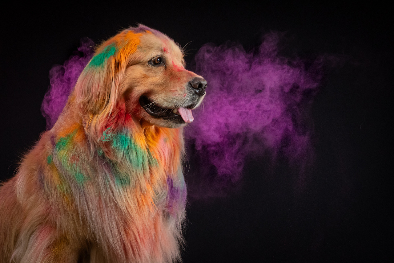 Golden Retriever em ensaio Pets Coloridos de Carnaval com fundo vibrante, fotografia profissional para registro e marketing pet.