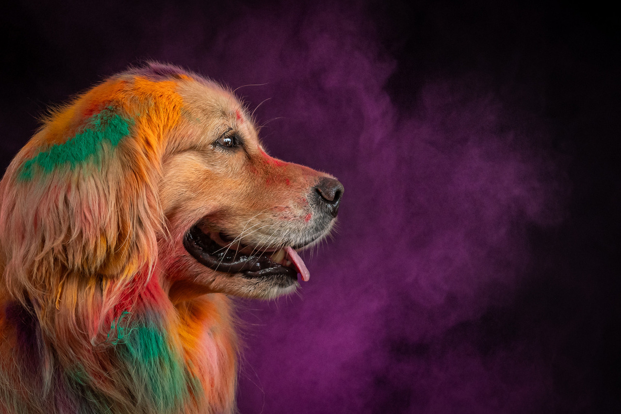 Golden Retriever em ensaio fotográfico pet colorido com iluminação profissional e cenário temático de Carnaval em São Paulo.