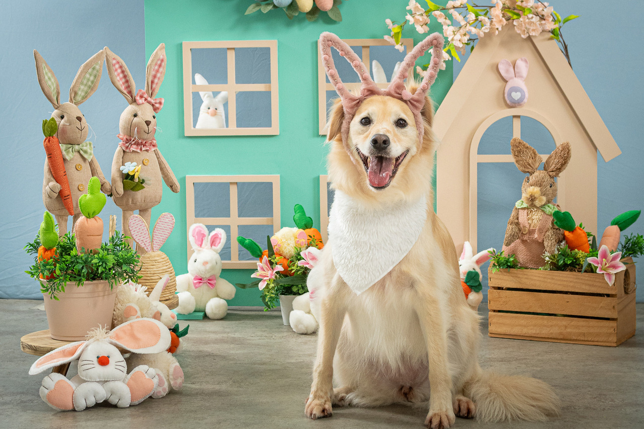 Pet em ensaio de Páscoa com fundo decorado e iluminação controlada, fotografia profissional para tutores em São Paulo.