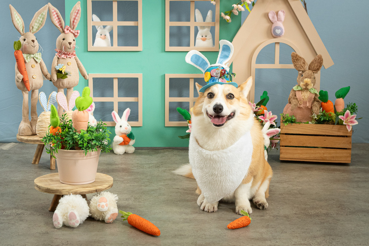 Ensaio temático de Páscoa para pet com decoração especial, cenário delicado e fotografia profissional realizada em São Paulo.