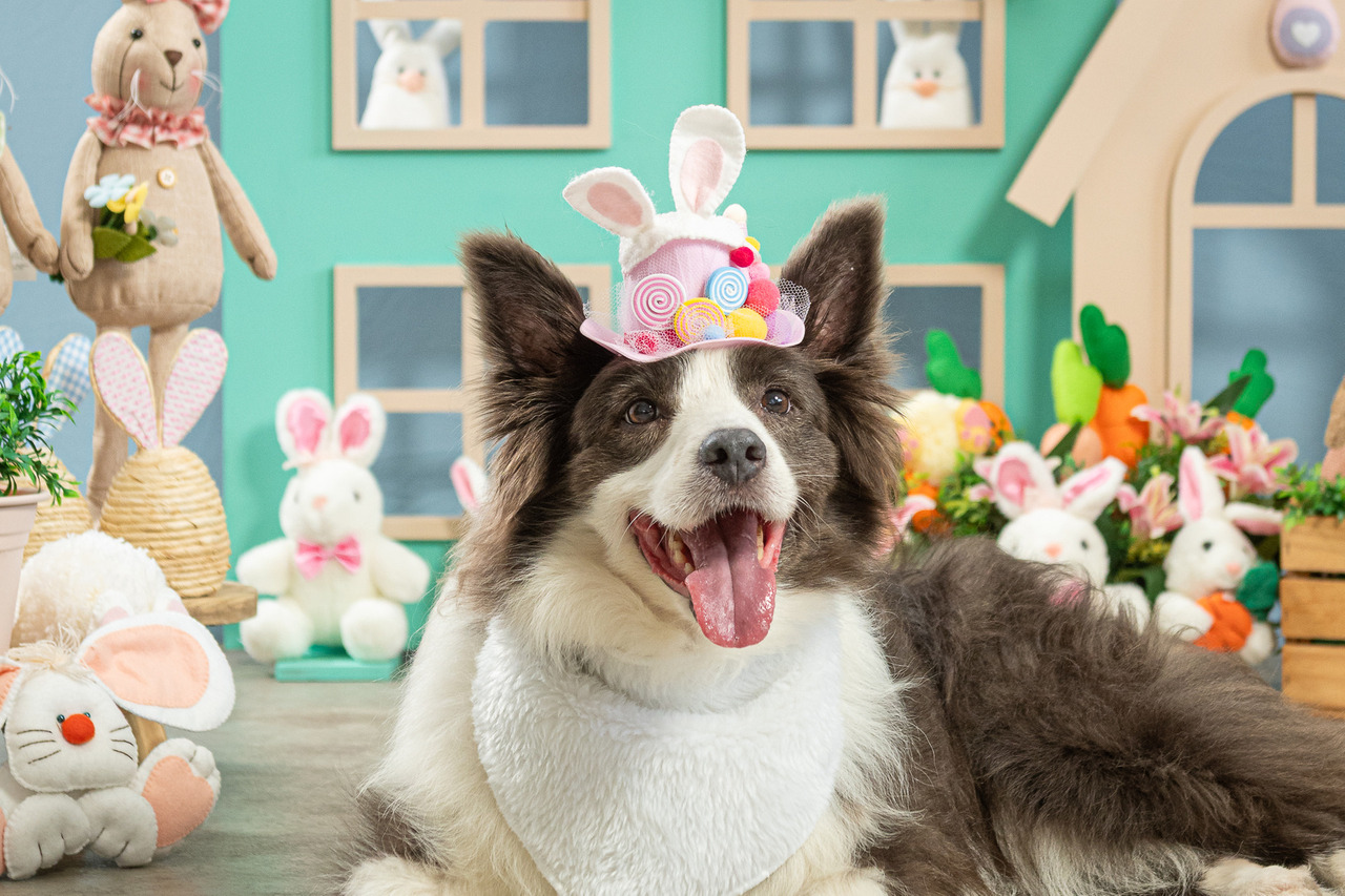 Imagem de ensaio Páscoa Pet ideal para divulgação em redes sociais, campanhas sazonais e marketing pet profissional.