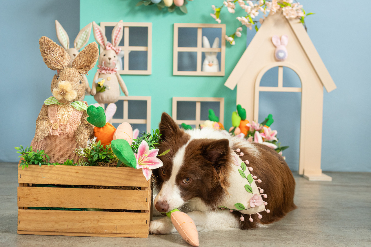Ação temática de Páscoa Pet realizada em creche com cenário especial e fotografia profissional para divulgação e marketing.