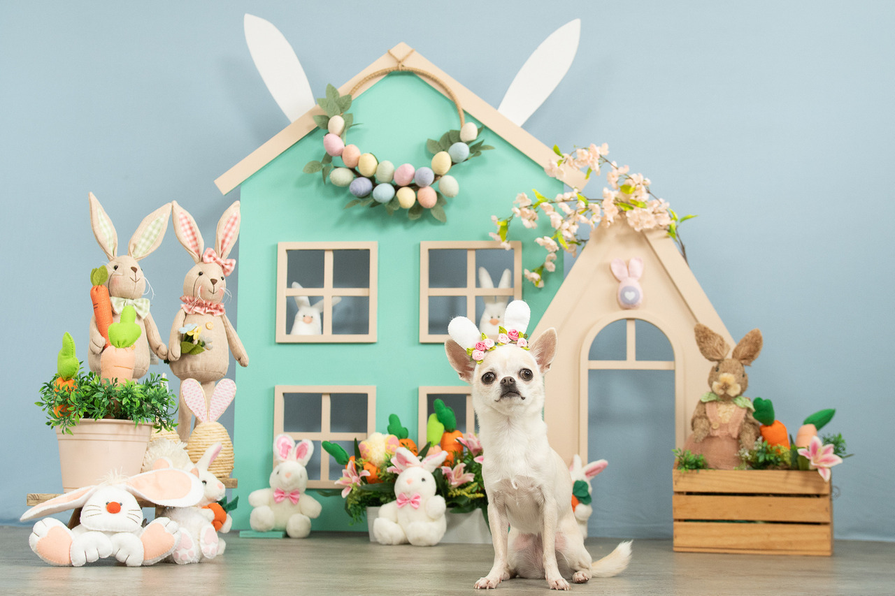 Evento de Páscoa Pet em shopping com cenário decorado e ensaio fotográfico profissional para atrair público pet em São Paulo.