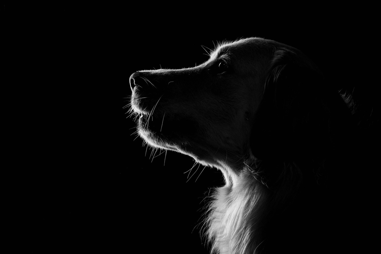 Família reunida com a pet Amêndoa em ensaio fotográfico pet em São Paulo, registrando conexão e momento especial entre tutores e cachorro.