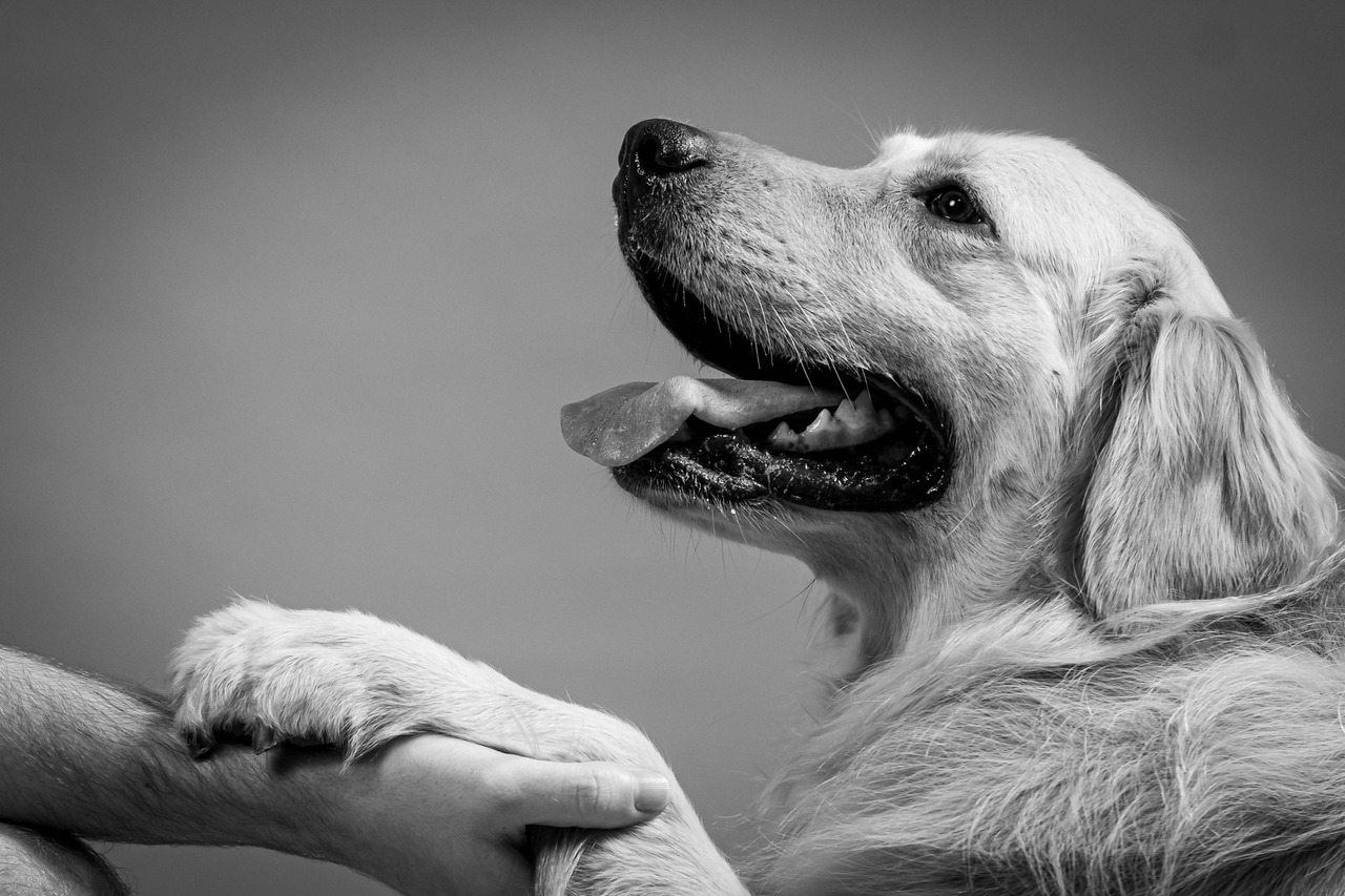 Ensaio de família com cachorro em São Paulo, experiência fotográfica pensada para eternizar o amor entre tutores e pet.