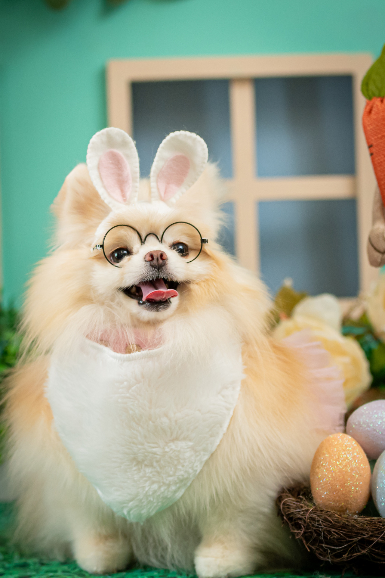 Ensaio pet temático com cenário de Páscoa e expressão natural do cachorro