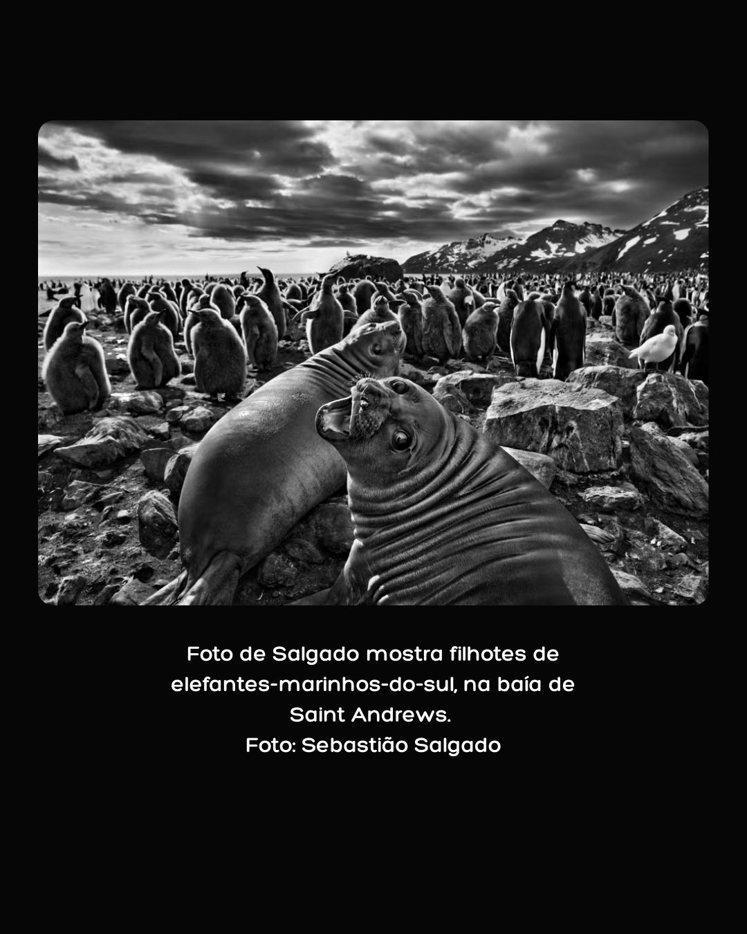 “Registro fotográfico de Sebastião Salgado mostrando filhotes de elefante-marinho-do-sul e colônia de pinguins na baía de Saint Andrews. Foto mostra interação entre fauna e ambiente na Antártida.”